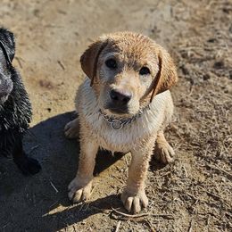 Labrador Retrievers from Lone Desert Labradors