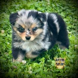 Annie - Blue merle female Miniature Australian Shepherd puppy in El Dorado Springs, Missouri from HP Aussie Kennels