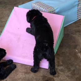 Fawn - Black female Giant Schnauzer puppy in Helena, Alabama from The Copper Cottage Canines LLC