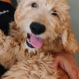 Goldendoodle Puppies from Dakota Sky's Goldens