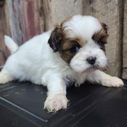 Shih Tzus from Bobbie's Pups