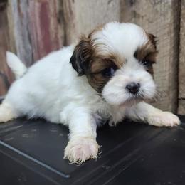 Shih Tzus from Bobbie's Pups