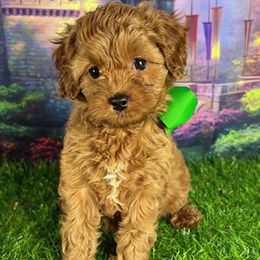Green Collar - female Cavapoochon puppy in Waterford, California from Windy Hill Doodles