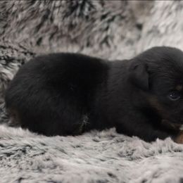 Blue-Eyed Black Tri Female - Black tri female Toy Australian Shepherd puppy in Leighton, Alabama from Isbell Land & Livestock, LLC