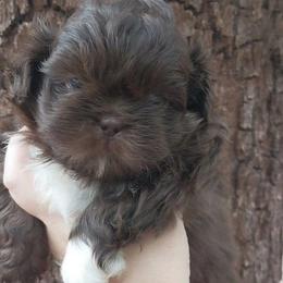 Javi  chocolate parti - Chocolate male Shih Tzu puppy in Arcadia, Florida from Kitsune Cuddles and kisses