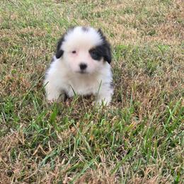 3 white collar girl - Black and tan female Pembroke Welsh Corgi puppy in Harrisburg, Illinois from Parish Corgis