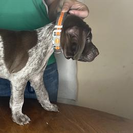 German Shorthaired Pointer Puppies from MCP Kennels