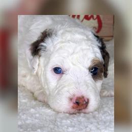 Moon - Black and white male Bernedoodle puppy in Hillsboro, Oregon from Myt fine doodles