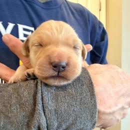 Miss Yellow, Star - Golden female Golden Retriever puppy in Crawfordsville, Indiana from Sunridge Goldens