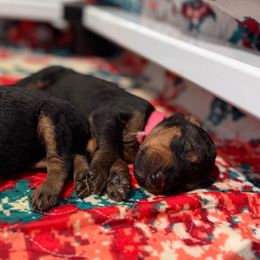 Elise (pink) - Black and tan female Airedale Terrier puppy in Akron, Ohio from Green Family Companion Kennel, LLC