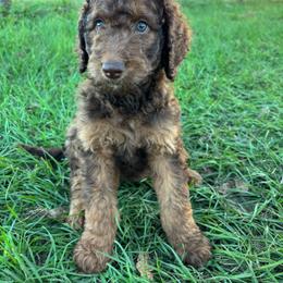 Gold - Chocolate male Goldendoodle puppy in Lake City, Florida from North Florida Poodles and Doodles