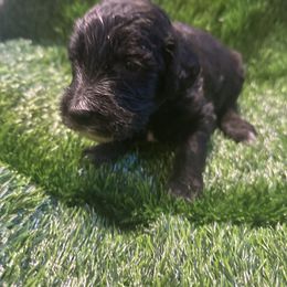 Charlie - Black male Sheepadoodle puppy in Franklin, Texas from Cross Doodles