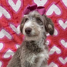 Fern - Brown and white female Aussiedoodle puppy in Buffalo, Illinois from Pear Tree Pups