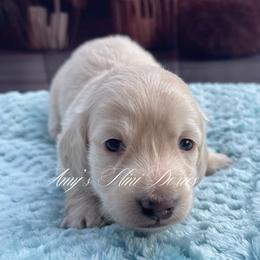 Blush - Cream female Dachshund puppy in Jena, Louisiana from Amy’s Mini Doxies