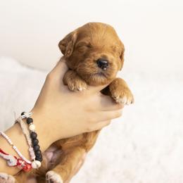 Marcie - Red  female Goldendoodle puppy in Seffner, Florida from Gold Diamond Pup
