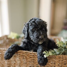 Ellie - Black and white female Aussiedoodle puppy in Greensboro, North Carolina from Glendale Doodles