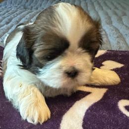 Amos - Brindle and white male Shih Tzu puppy in Scottdale, Pennsylvania from Nancy’s Majestic Shih Tzus