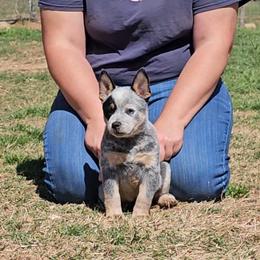 Pyrana - Blue mottled female Australian Cattle Dog puppy in Weatherford, Texas from Carben Copy