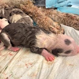 Wrangler - Blue merle and white male Sheepadoodle puppy in Vernonia, Oregon from Life Unleashed Farm