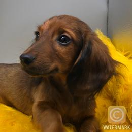Dachshund Puppies from Lavendell Dachshunds