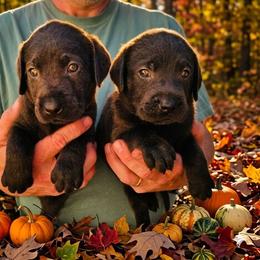 Girl 3 - Charcoal female Dilute Retriever puppy in Swanton, Ohio from SilverWater Labs