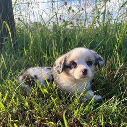 Reba - Blue merle and white female American Corgi puppy in Payson, Illinois from Creek Farm Corgis