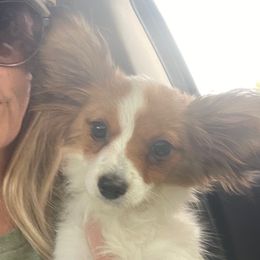 Solo - Female - White and sable female Papillon puppy in Blue Ridge, Georgia from Butterfly Ridge