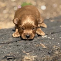 Fritz - Red male Havapoo puppy in Bowling Green, Kentucky from Denise Clark