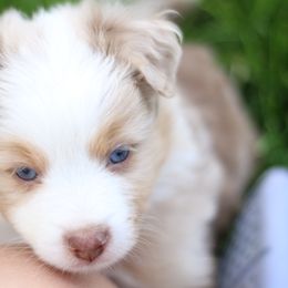 Australian Shepherd, Miniature American Shepherd, Miniature Australian Shepherd, and Toy Australian Shepherd Puppies from Painted Blue Aussies