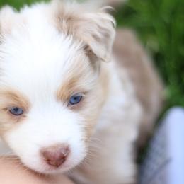 Australian Shepherd, Miniature American Shepherd, Miniature Australian Shepherd, and Toy Australian Shepherd Puppies from Painted Blue Aussies