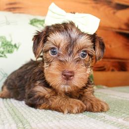 Callie - Chocolate and tan female Yorkshire Terrier puppy in Hugo, Oklahoma from Ann R.