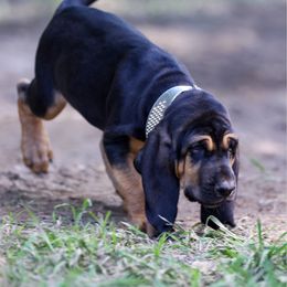 Gabby - Black and tan female Bloodhound puppy in New Edinburg, Arkansas from Blue Collar Kennelz