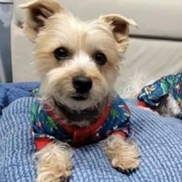 Yorkshire Terriers from Pitter Patter Parti Yorkies