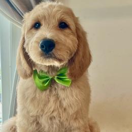 Creamer - Apricot male Goldendoodle puppy in Summerville, South Carolina from Pawmazing Doodles