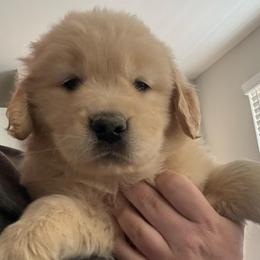 Green boy - Light golden male Golden Retriever puppy in Menifee, California from Canyon Ridge Goldens