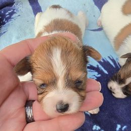 Kelly - White and sable female Papillon puppy in Hollister, Missouri from Swan Creek Kennel