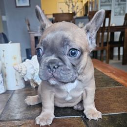 Luna - Blue fawn female French Bulldog puppy in Fort Myers, Florida from Wendy's French Bulldogs