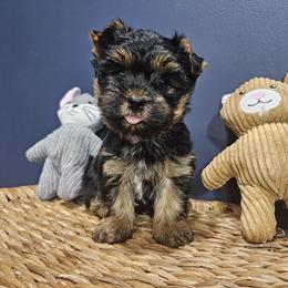 Oreo - Black and gold male Yorkshire Terrier puppy in Tamarac, Florida from Yorkiefamily7