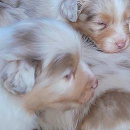 Australian Shepherds from Four Winds Australian Shepherds