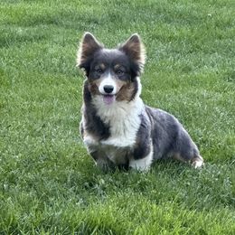 Lilly - American Corgi