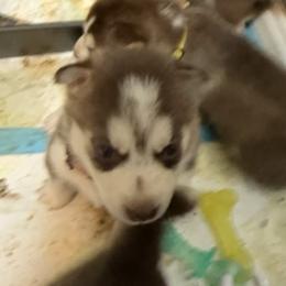 Aries - Sable and white female Siberian Husky puppy in Lakeland, Florida from Ice Blue Legacy Siberians Huskies