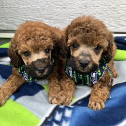 Goldendoodle and Poodle Puppies from South Sound Doodles