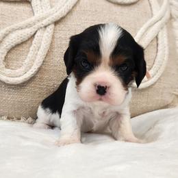 Beauty - Tri-color female Cavalier King Charles Spaniel puppy in Broxton, Georgia from King of the Hill Cavaliers