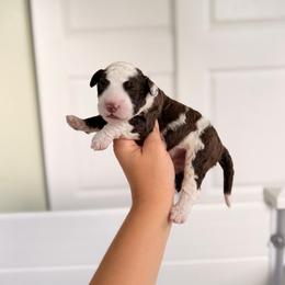 Beetroot - Brown and white male Portuguese Water Dog puppy in Brookville, Ohio from Cornerstones Porties