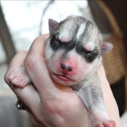 Orange - Gray and white male Siberian Husky puppy in Le Sueur, Minnesota from Tevana Siberians LLC