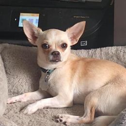 Hope - Chihuahua