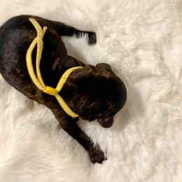 Goldendoodle Puppies from Desert Paws Doodles