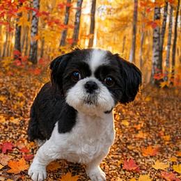 Angel - Shih Tzu