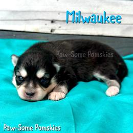 Milwaukee - Black and white male Pomsky puppy in Krum, Texas from Paw-Some Pomskies