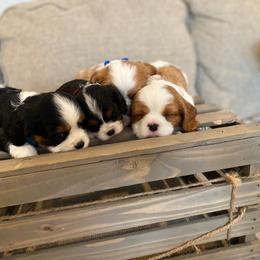 Clyde - Tri-color male Cavalier King Charles Spaniel puppy in Taylor, Michigan from SHANNON'S CAVALIERS